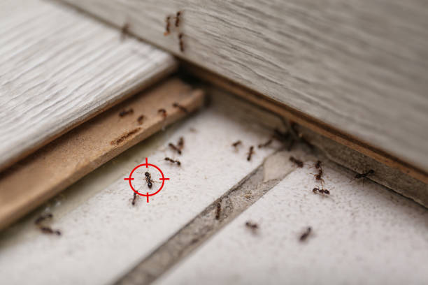 Best Insect Control  in Lincoln University, PA