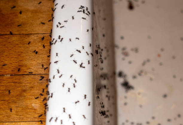 Best Pest Prevention Services  in Lincoln University, PA